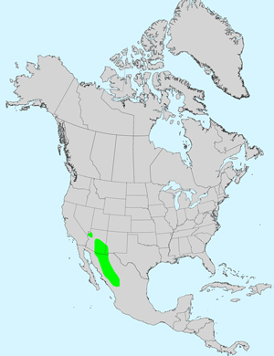 North America species range map for Acourtia thurberi: Click image for full size map